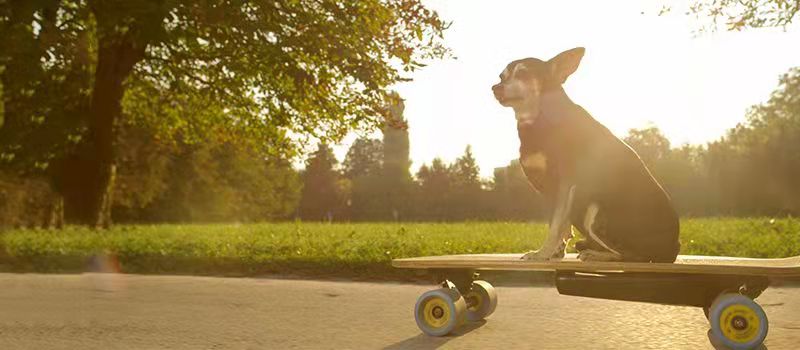 10 Best Electric Skateboards on Budget 